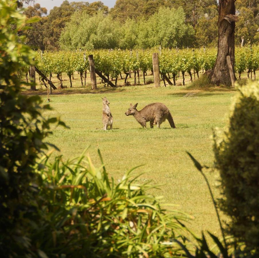 Gisborne Peak Winery Short Term Stays 외부 사진