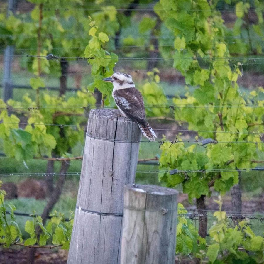 Gisborne Peak Winery Short Term Stays 외부 사진